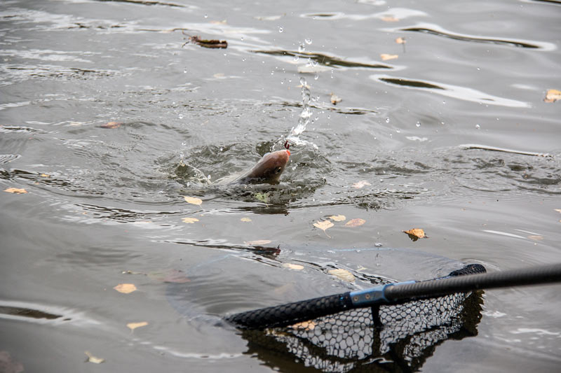 Got to love a days skimmer fishing on - Darren Cox Fishing