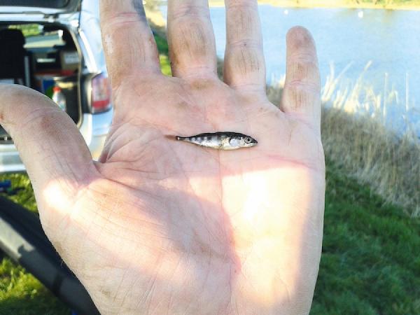 Fishing Pole Tattoo On Finger